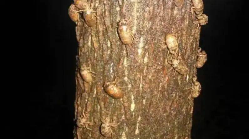 农村发家致富好生意，1人可干月入几万，一年纯收入30多万！